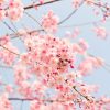 cherry blossom tree, pink, flowers