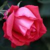 rose, flower, red flower