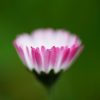 daisy, flower, blossom